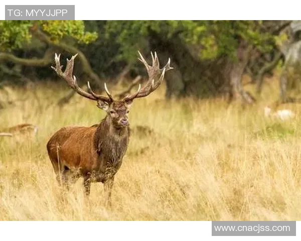 雄鹿栖息地保护与生态平衡研究探索：守护森林之王的未来